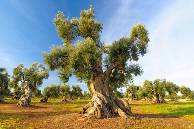 Ulivo.jpg
