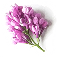 flowers1.png